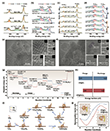 Physicochemical and theoretical investigations of CO2RR/CO2ER for CP@FeCu