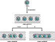 Schematic image of Kr atoms in different fullerene cages